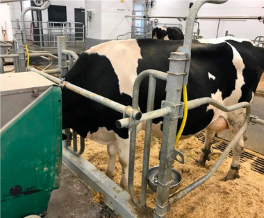 Centre for Genetic Improvement of Livestock | CGIL / Animal Biosciences / University of Guelph Centre for Genetic Improvement of Livestock | CGIL / Animal Biosciences / University of Guelph